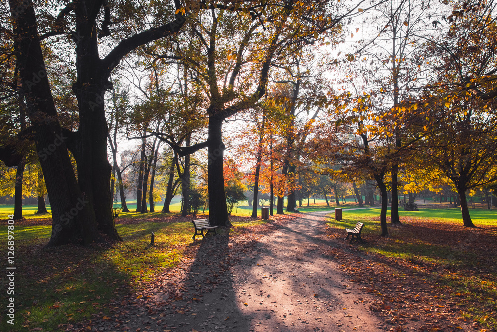 Fototapeta premium Pathway in the forest at autumn with benches trees and colorful leaves