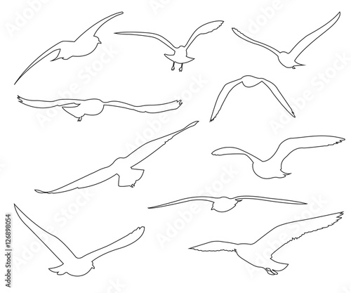 Vector paths of Seagull set...