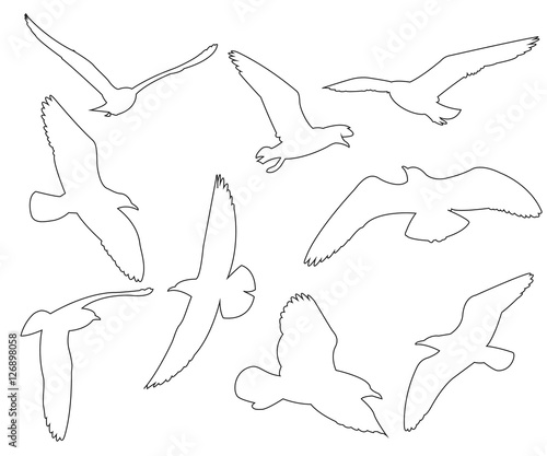 Vector paths of Seagull set...