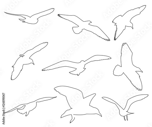 Vector paths of Seagull set...