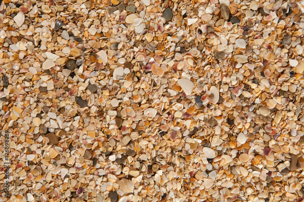 Seashell background, lots of different seashells piled together Seashell background, lots of different seashells piled together