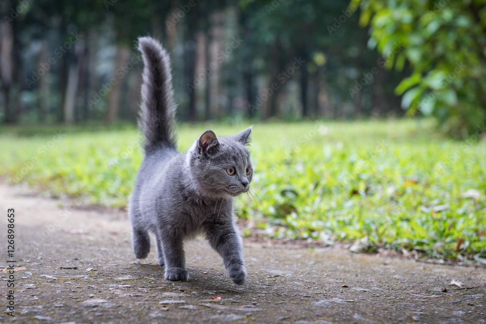 Obraz premium The kitten in an outdoor park