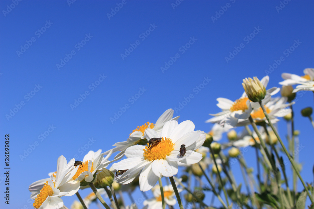 白い小さな菊の花と青空stock Photo Adobe Stock