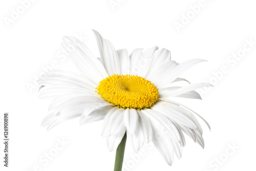 Floral motif wallpaper  beautiful white daisy