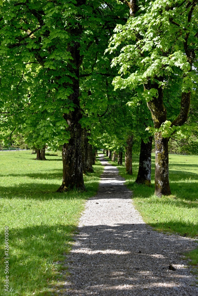 Wanderweg über eine Wiese bei Grainau Wanderweg über eine Wiese bei Grainau