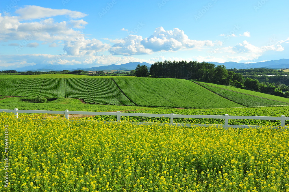 Landscape of Cultivated Lands at Countryside 