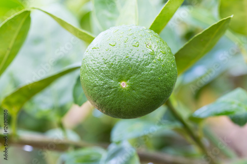 Green lemons hanging on tree