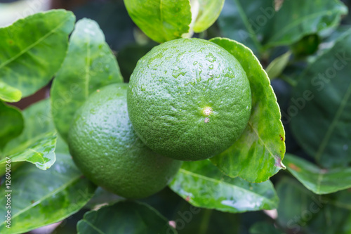 Canvas Print Lemons on tree