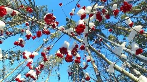 Rowanberry  in winter. Looking up through the rowan-tree branches and red  berries clusters with snow caps at the blue sky.