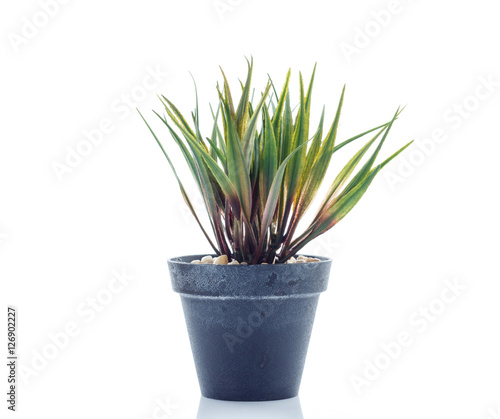 Small tree pot isolated on white background