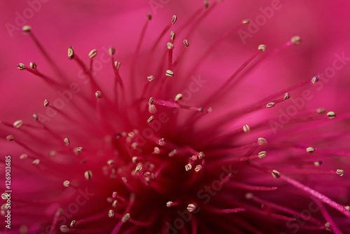 Perote pink flower photo