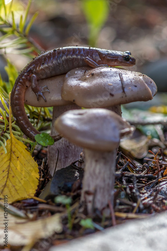 salamander curled around the mushroom