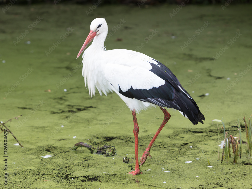 Stork walking in a pond filled with duckweed Stork walking in a pond filled with duckweed