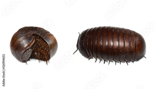 Malagasy giant pill millipede isolated on white background