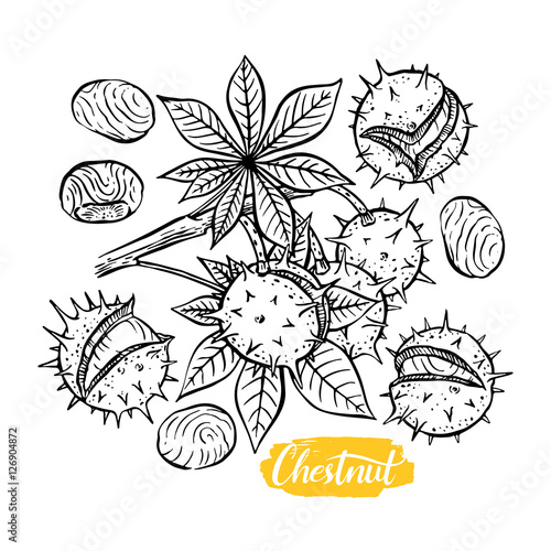 set of sketch chestnuts