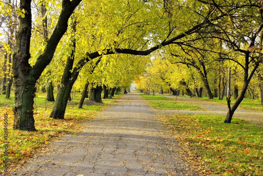 Fototapeta premium Fall alley in park