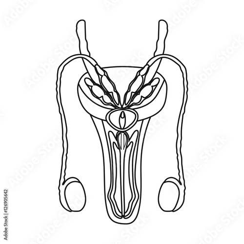 Male reproductive system icon in outline style isolated on white background. Organs symbol stock vector illustration.