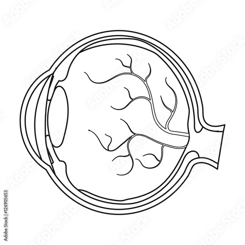 Eyeball icon in outline style isolated on white background. Organs symbol stock vector illustration.