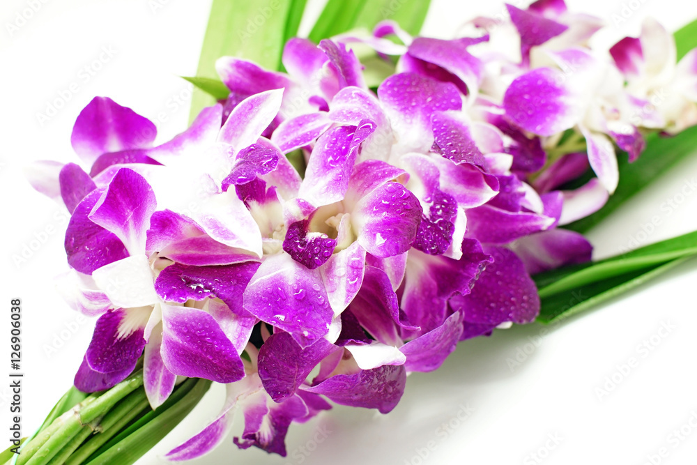 beautiful orchid flower beautiful orchid flower