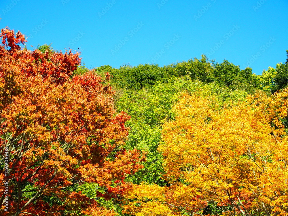 Fototapeta premium 紅葉と紅葉の欅