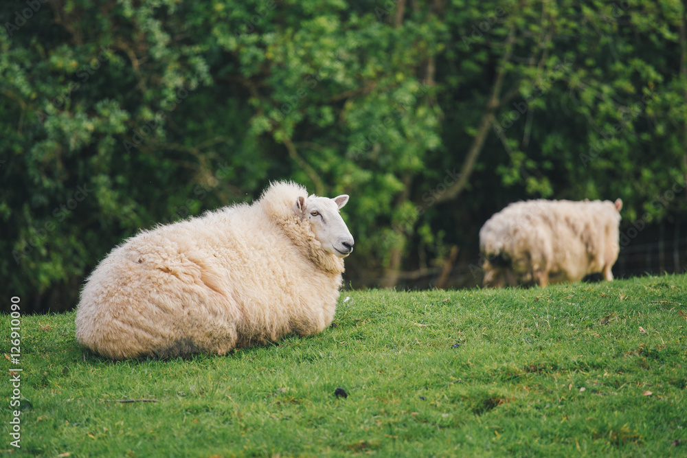 Fototapeta premium Sheep in New Zealand