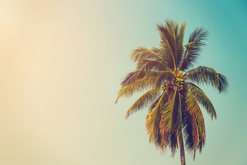 Wandcirkels Palmboom Kokospalm op strand met retrofilter  © tortoon