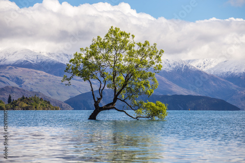 A beautiful sunny weather with The Wanaka Tree, Lake Wanaka, Wan