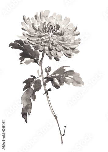 Obraz na plátně Ink illustration of chrysanthemum in bloom