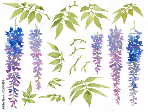 Collection of painted watercolor floral elements, blooming wisteria with leaves, isolated on white background. photo