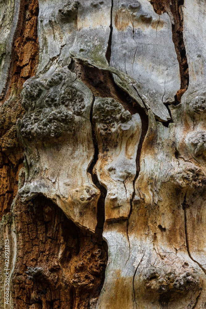 The old and mouldering bark of tree The old and mouldering bark of tree