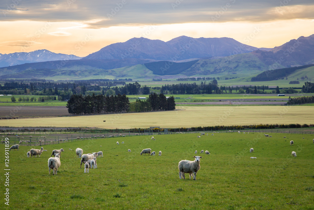 Sheep in New Zealand Sheep in New Zealand