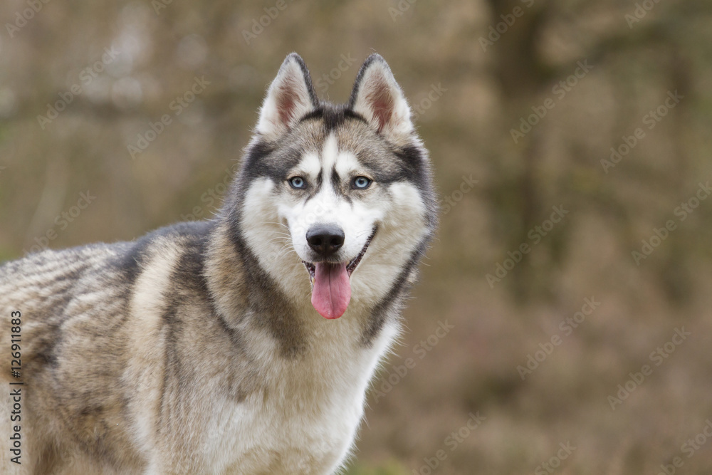 Portrait of a Siberian husky Portrait of a Siberian husky
