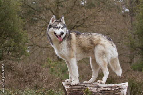 Husky with blue eyes on a tree trunk