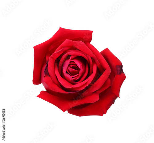 Natural red rose isolated on white background