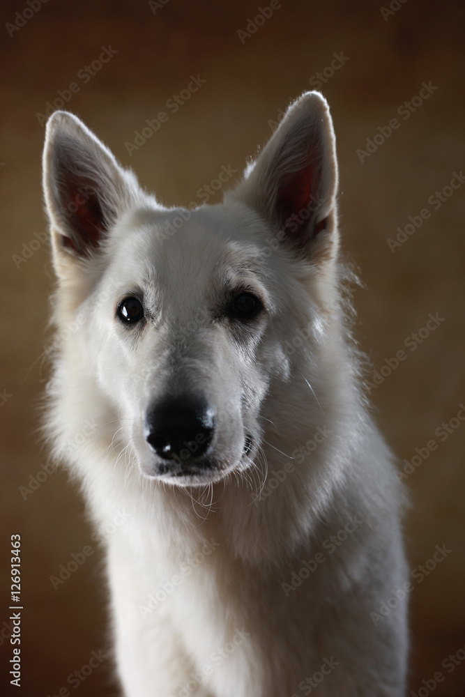 Berger Blanc Suisse im Studio Berger Blanc Suisse im Studio