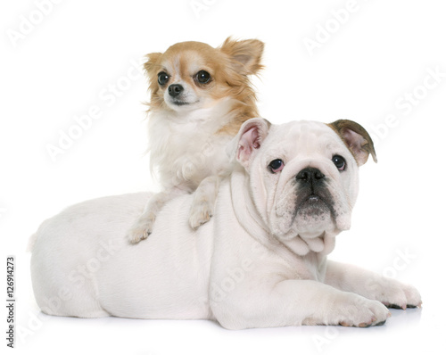 puppy english bulldog and chihuahua