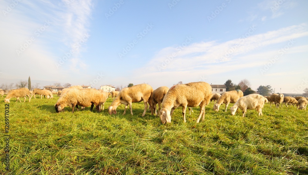 flock with many sheep grazing