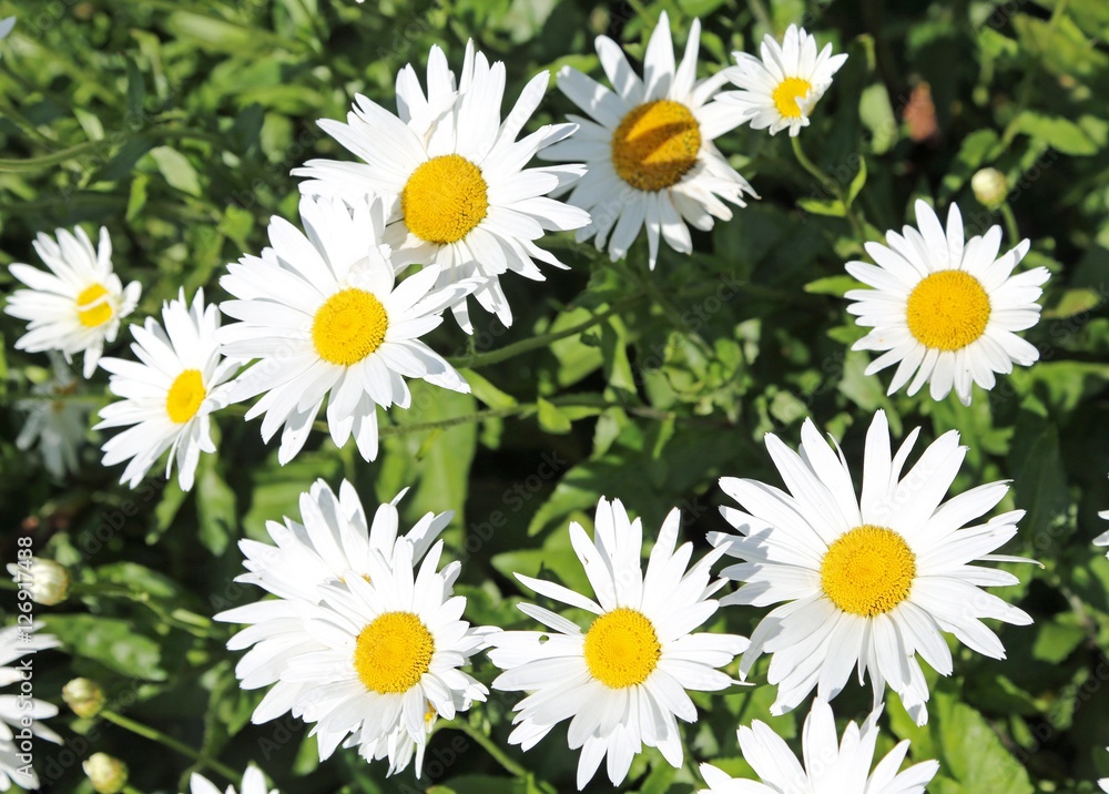 Fototapeta premium large daisies with very white petals