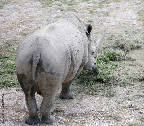 very big rhino with long horn while grazing the grass