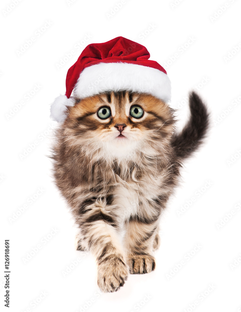 Portrait of Siberian kitten in red Christmas Santa hat. Cute little cat dressed as Santa Claus looking at camera. Christmas kitty walking, isolated on white background. Portrait of Siberian kitten in red Christmas Santa hat. Cute little cat dressed as Santa Claus looking at camera. Christmas kitty walking, isolated on white background.