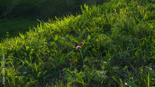 backlit butterfly photo