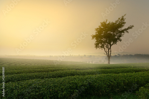 beautiful tea plantation in Thailand.