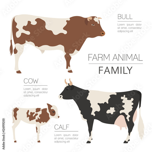 Cattle farming infographic template. Cow, bull, calf family. Flat design. Vector illustration
