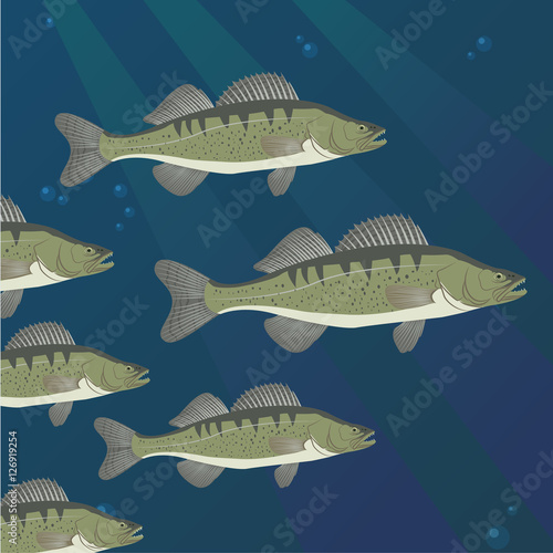 Group of Zander Perch fish swimming