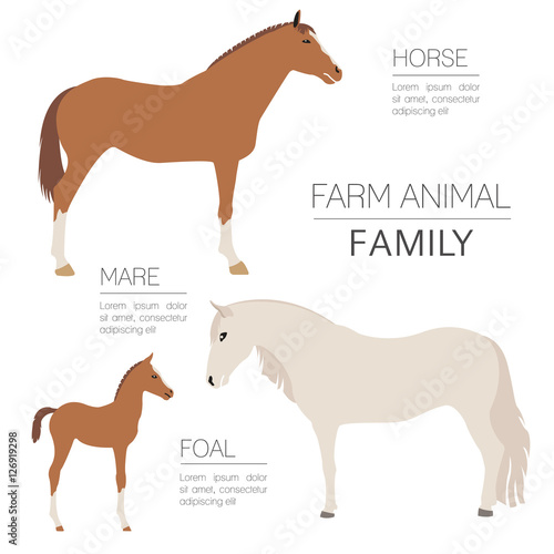 Obraz na płótnie Horse farming infographic template. Stallion, mare, foal family.