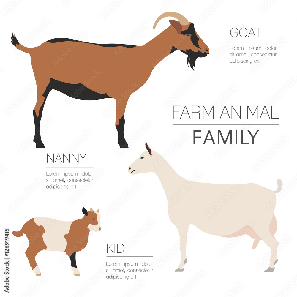 Goat farming infographic template. Animall family. Flat design