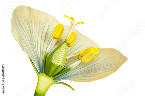 Konstfotografi Model of flower with stamens and pistils on white