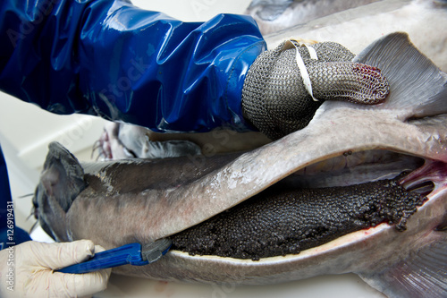 Workers prepare caviar, removing the eggs of a female sturgeon photo