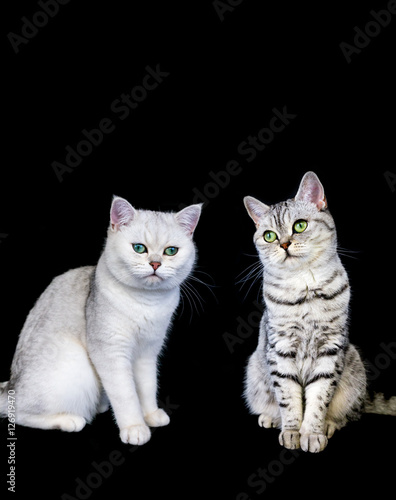 Fototapeta Naklejka Na Ścianę i Meble -  Two british short hair cats on black background