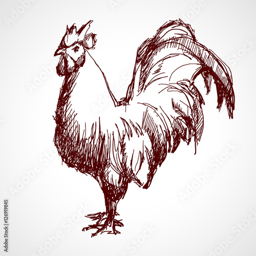 Vector illustration of rooster, symbol of 2017 on the Chinese calendar. Rooster in graphic style, hand drawn illustration.